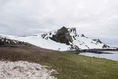 penguin walking on hillside